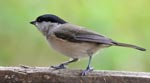 Marsh Tit