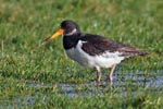 Oystercatcher