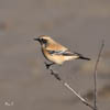 Desert Wheatear