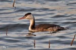 Great crested grebe