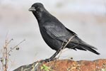 Carrion Crow