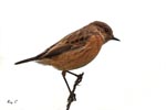 Stonechat