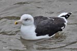 Great black-backed Gull