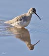 Spotted Redshank