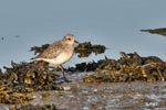 Grey Plover