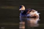 Little Grebe