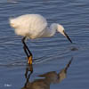 Little Egret