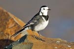 Pied Wagtail