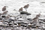 Grey Plover