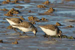 Dunlin