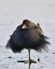 Moorhen