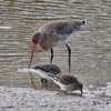 Blackwit & Dunlin