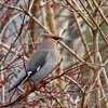 Waxwing