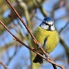 Bluetit