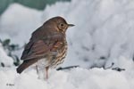 Song Thrush