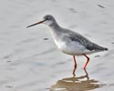 Spotted Redshank