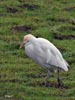 Cattle Egret