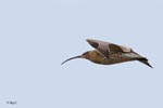 Curlew