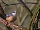 Nuthatch