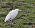 Cattle Egret