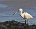 Spoonbill