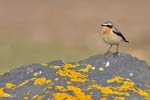 Wheatear