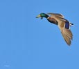 Mallard