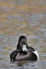 Tufted Duck