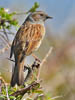 Dunnock