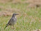 Rock Pipit