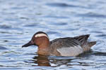 Garganey