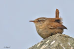 Wren