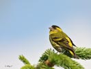 Siskin