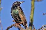 Starling