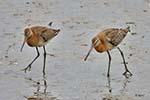 black-tailed Godwit