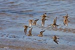 Dunlin