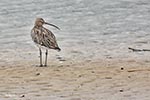 Curlew