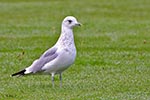 Common Gull