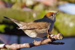 Female Blackcap