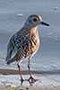 Grey Plover