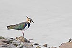 Lapwing