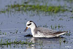 Grey Phalarope