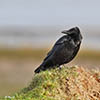 Carrion Crow