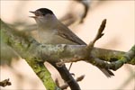 Male Blackcap