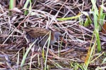 Water Rail