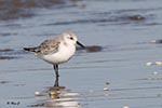 Sanderling