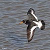 Oystercatcher