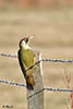 Green Woodpecker