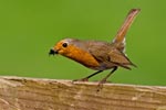 Robin