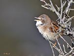 Whitethroat